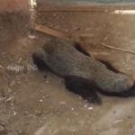badger