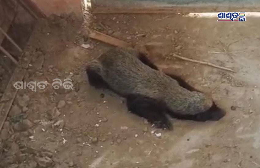 badger