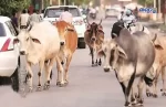 cow