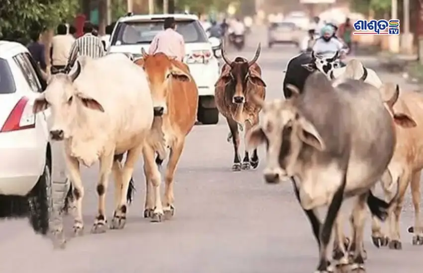 cow