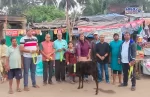 cow1