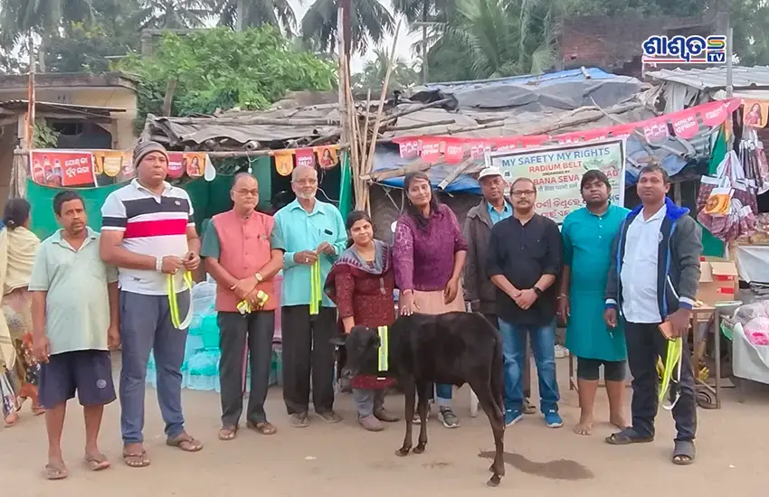 cow1