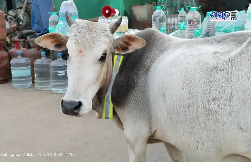 cow2